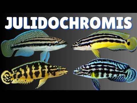 Julidochromis — kompletný care a breeding guide