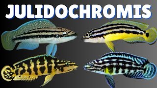 How to Keep Julidochromis: Complete Care & Breeding Guide
