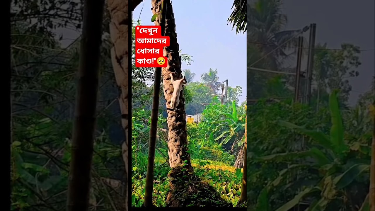 বিড়াল না কি স্পাইডারম্যান? ধোসার ভয়ংকর লাফ! 😱🔥#shorts #dhosa #pets #cat