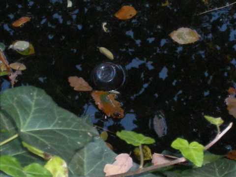 G cemo ft Mefis &Cano Stark Bleiben