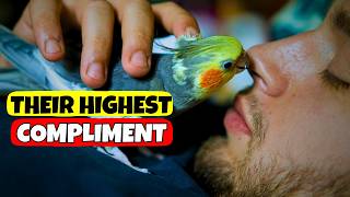 Download lagu 5 Deepest Compliments a Cockatiel Can Give You mp3