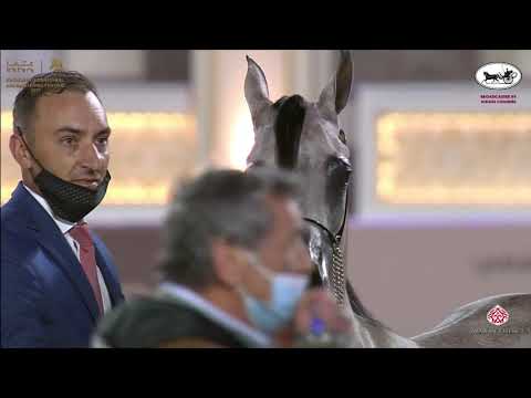 N 47 AREEB AL NASSER   Katara International Arabian Horse Festival   Yearling Colts Class 4A