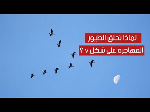 هل تساءلت يوماً لماذا تحلق الطيور المهاجرة على شكل V ؟