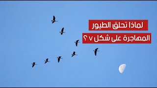 هل تساءلت يوماً لماذا تحلق الطيور المهاجرة على شكل V ؟ هل تساءلت يوماً لماذا تحلق الطيور المهاجرة على شكل V ؟