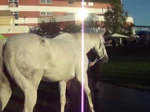 Sixteenka veterinární kontrola před 122. Velkou Pardubickou steeplechase