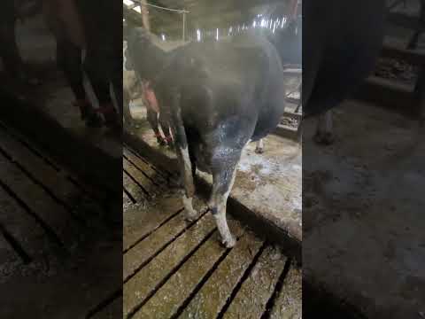 In calf cows - Image 2