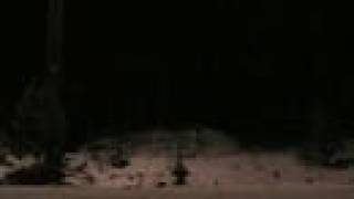 The Drunk Twins & The Wolf