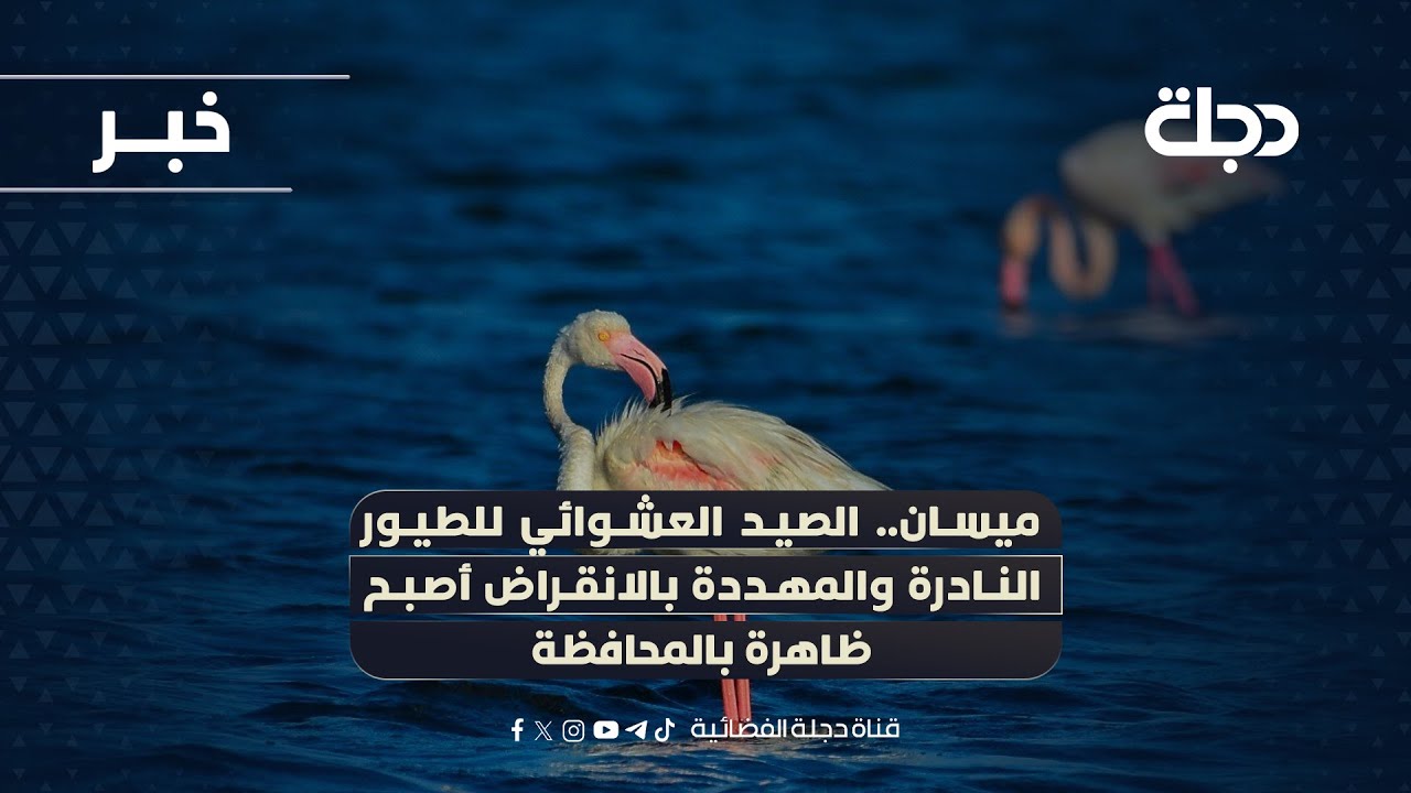 فيديو | ميسان.. الصيد العشوائي للطيور النادرة والمهددة بالانقراض أصبح ظاهرة بالمحافظة