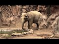 Hero Elephant Saves Baby Antelope Trapped In Lake At Guatemala Zoo