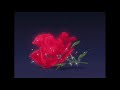 ﾉ ﾉ Bruno Mars When I Was Your Man Slowed Reverb ﾉ ﾉ