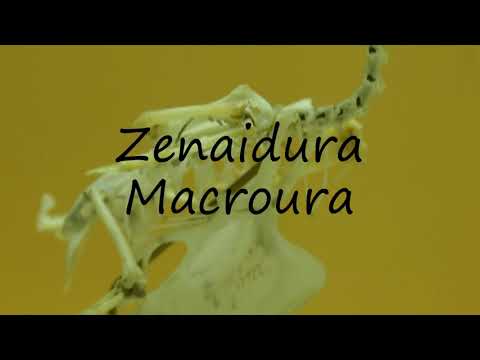 How to Pronounce Zenaidura Macroura?