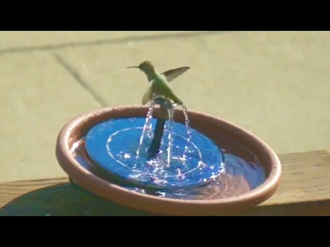 Hummingbird spends almost a minute taking a shower in our solar birdbath!