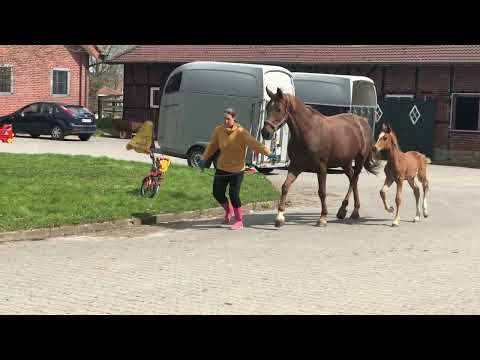 Stutfohlen von First Deal