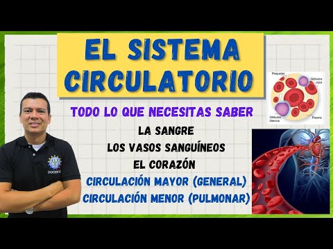 EL SISTEMA CIRCULATORIO (CARDIOVASCULAR) G. ROJOS, BLANCOS, PLAQU. LA CIRCULACION humana MAYOR Y MEN