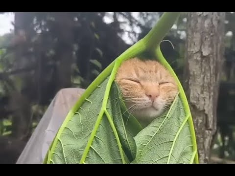 BEST OF THE INTERNET - PART 14