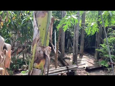 PERMAINAN TRADISIONAL ACI SOROK