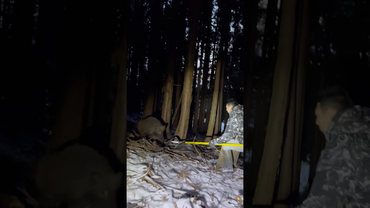 【有害鳥獣駆除】鼻括りで狩猟を安全に。【狩猟】　#イノシシ　#狩りボーイ  #animals