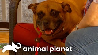 Charlie Brown's New Home | Pit Bulls & Parolees | Animal Planet