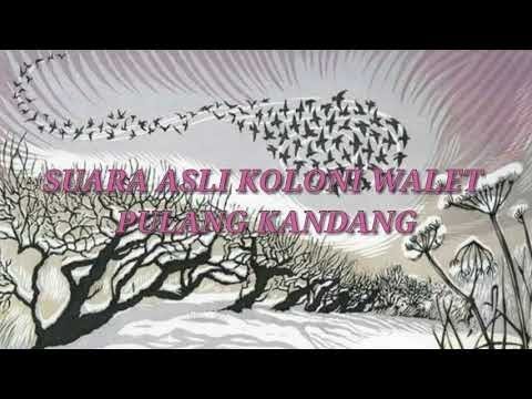 Gratis Download Suara Burung Walet Asli Kaskus