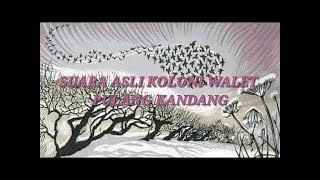 Download lagu Suara burung walet asli | gratis download mp3 mp3