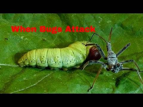 When Bugs Attack