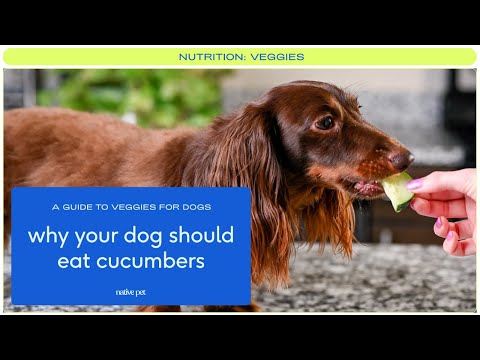 Can Dogs Eat Cucumbers?