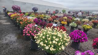 Granvia bracteanthas look impressive at Fessler Nursery