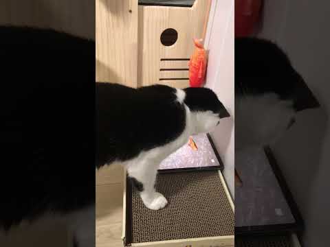 Cat Games - Cat Play Box