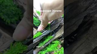 Download lagu Cara Menempel Moss Di Kayu Aquascape 😉 #shortvideo #short #aquascape mp3