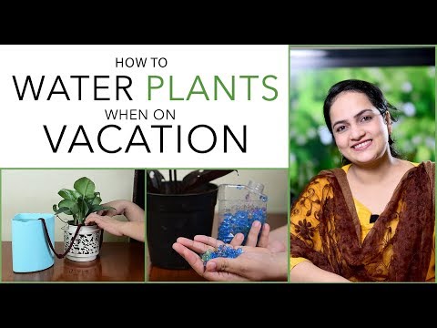 Genius ways to Water Plants When you are away on Vacation | Gardening Tips |Gardening Ideas
