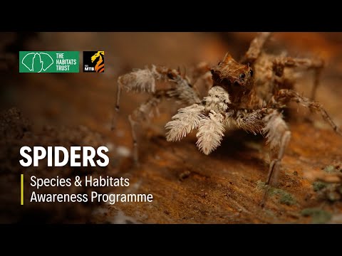 Beyond the Web: Discover India's Diverse Spider World | THT Films
