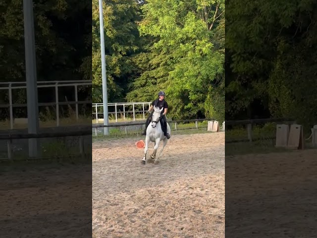 Hongre gris - 14 ans 