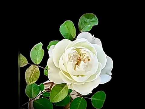 ROSE FLOWERS ANY COLOR