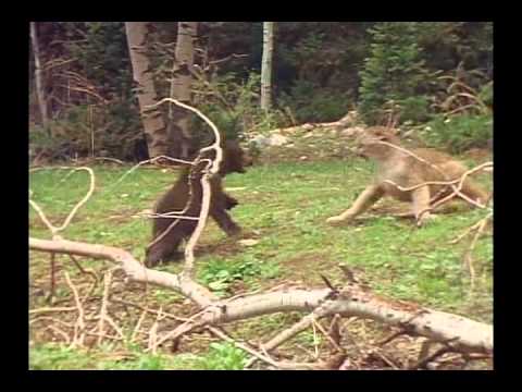 Bear Cub VS Puma - Пума VS Медведь - クマVSピューマ