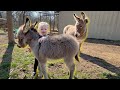 Little Donkeys Are Moving Out
