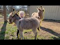 Little Donkeys Are Moving Out!