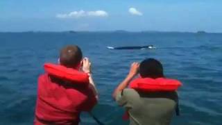 preview picture of video 'Humpback Whale Near Boca Chica'