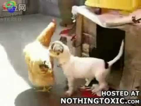 download lagu mp3 mp4 Puppy Eggs Chicken, download lagu Puppy Eggs Chicken gratis, unduh video klip Puppy Eggs Chicken