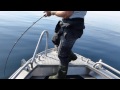 Halibut Fishing Lofoten Summer 2014 norway