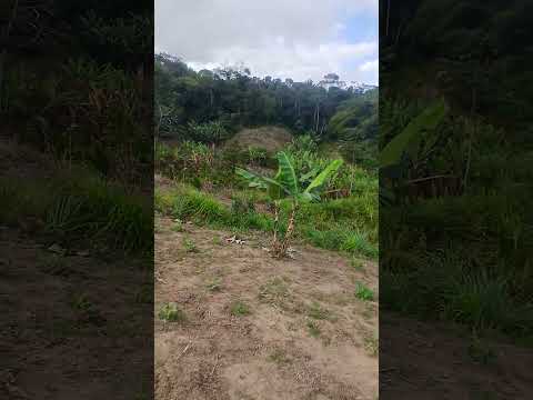 mais uma limpa no feijão  Matriz de camaragibe Alagoas