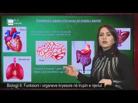 Biologji 6 - Funksioni i organeve kryesore në trupin e njeriut
