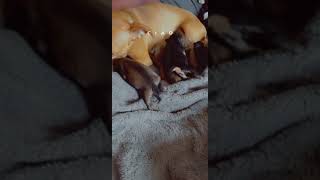 Chiweenie Puppies Videos