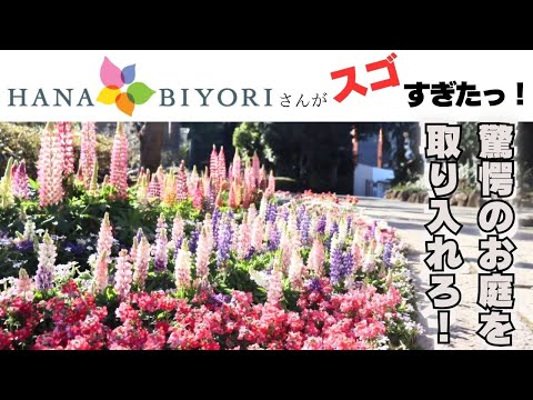 園芸 ビターオレンジ、ブーケティエ、ビターオレンジ