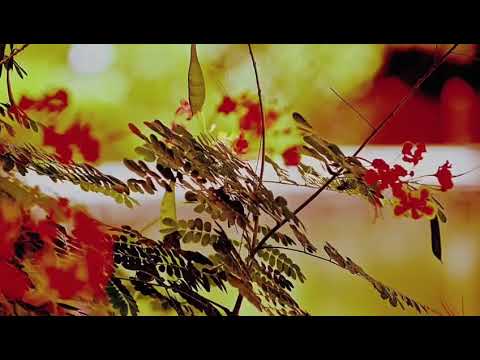 Vande Mataram 🇮🇳 Singer UmaSri (Cover)