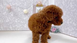 トイプードルの動画01