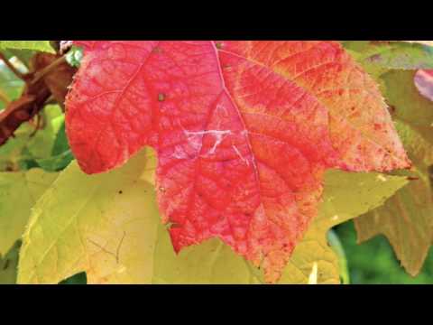 Fabian Payr: Autumn Sun