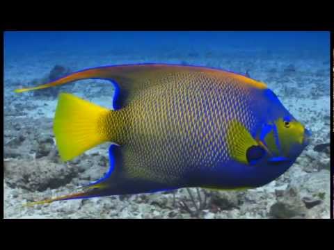 Paradise Reef Dive Cozumel