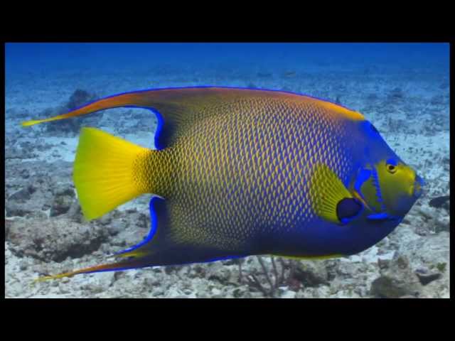 Paradise Reef Dive Cozumel