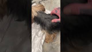 #happypup #lifeisbutadream #puppyvideos #youtubeshorts #youtuber Benny the father of the puppies