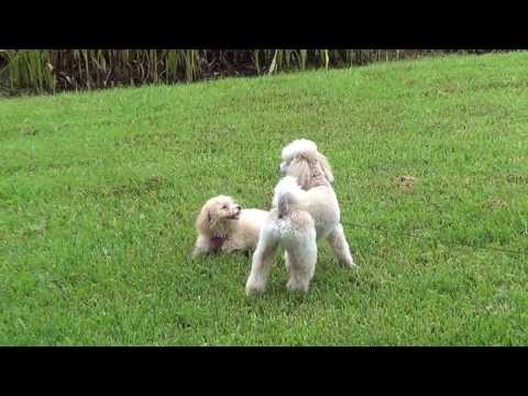 AMBER playing with MAXIMUS